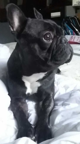 Jackson Du Domaine De Fontpetugue