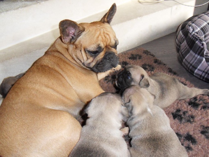 Du Domaine De Fontpetugue - Les bébés ont 1 mois!!!