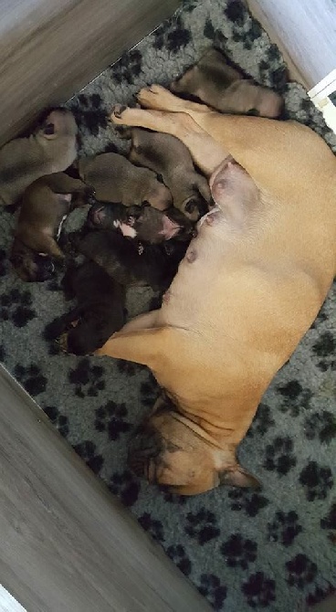 Du Domaine De Fontpetugue - 1 ere photo des bébés à j5!!!!