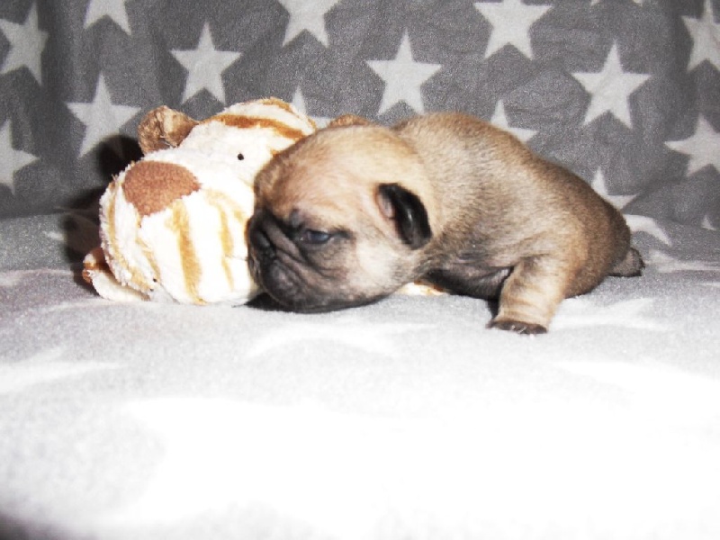 Du Domaine De Fontpetugue - Bouledogue français - Portée née le 17/12/2014