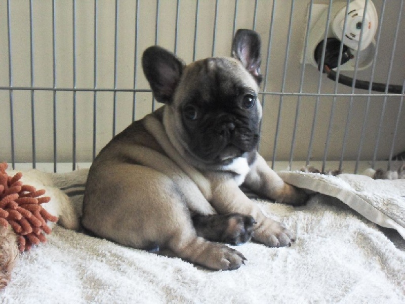 Du Domaine De Fontpetugue - Bouledogue français - Portée née le 14/06/2014