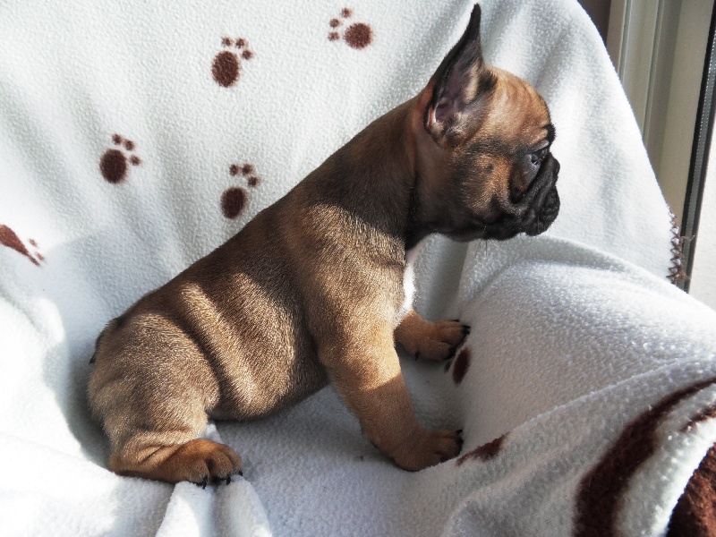 Du Domaine De Fontpetugue - Bouledogue français - Portée née le 07/11/2013